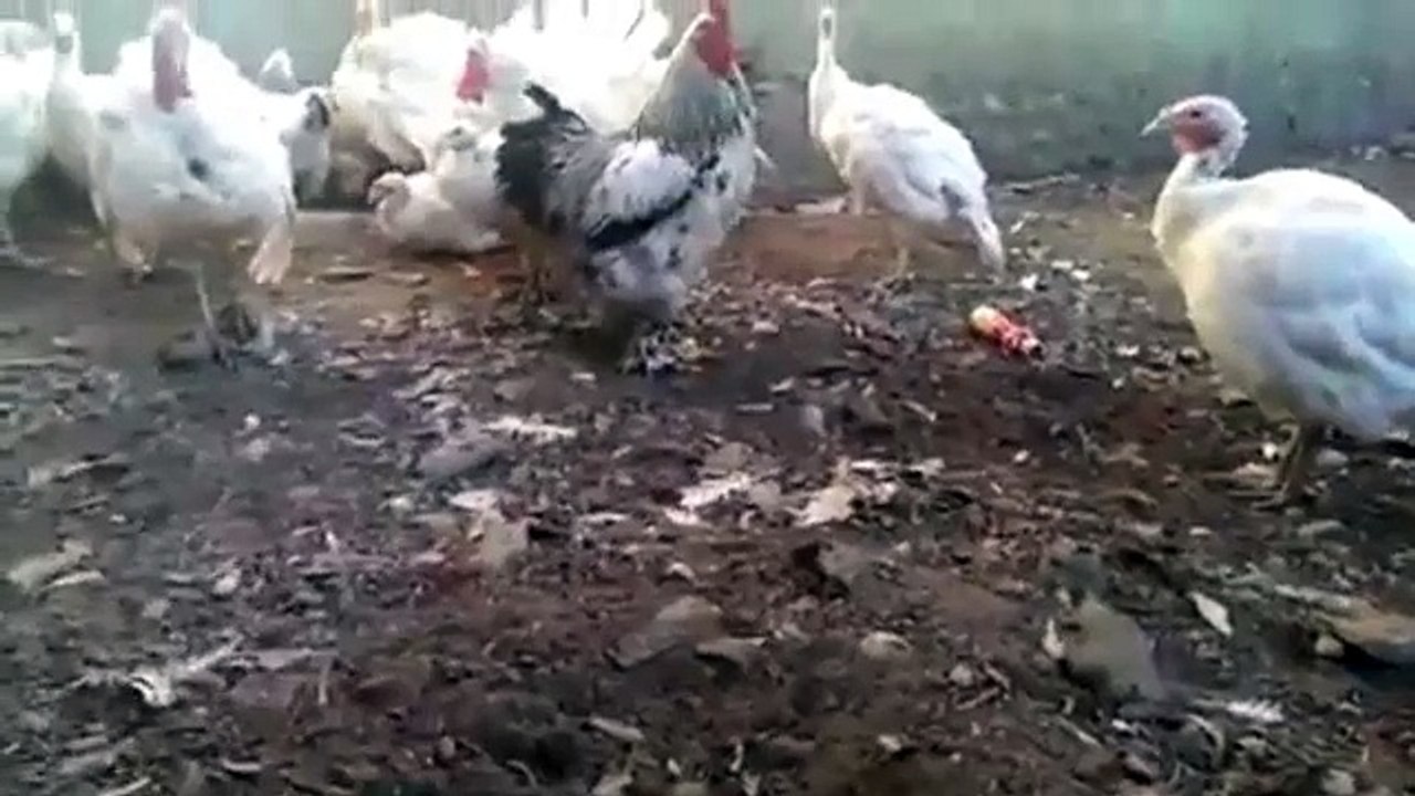 Hen Attack On Child Funny Video