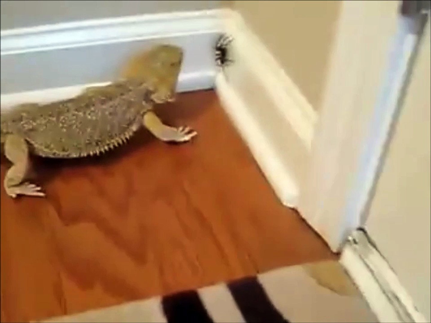 ⁣Scared of Spiders?! You need this animal