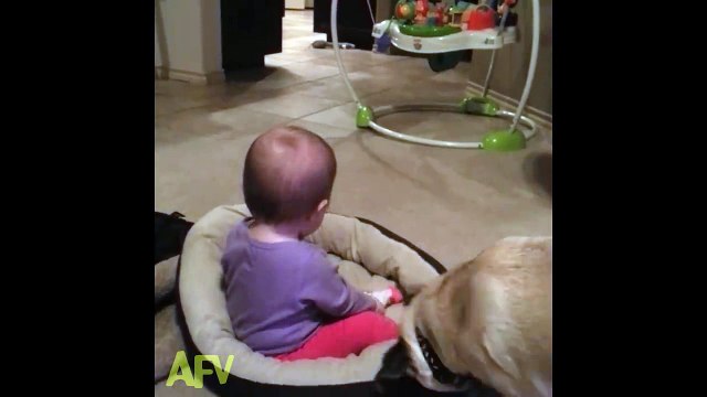 Dog Reclaims His Throne