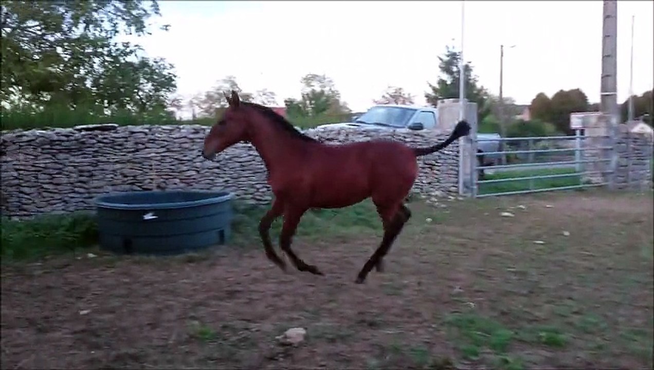 chevaux septembre 2015