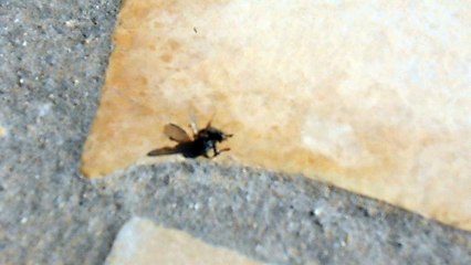 Fourmis Rouges et Grosse mouche ...
