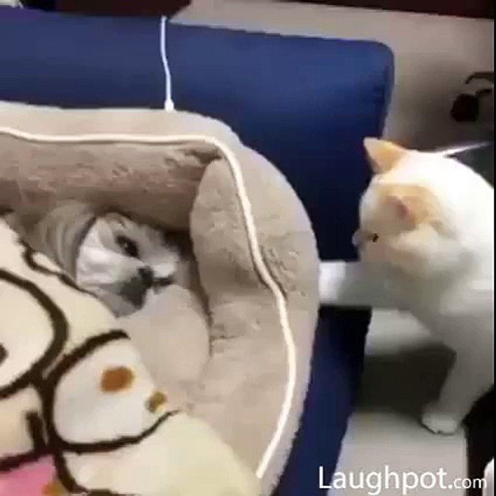 This is My Bed Now Cat vs Dog