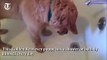 Golden Retriever puppy takes bath or shower every day by himself