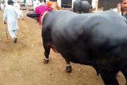 Eid ul Azha Qurbani 2015 Peshawar- Huge Buffalo of 4 Lac