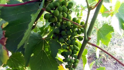 Dr Nemat Ali Grapes Graden In Bahawalpur Chak 42DB Part 1 2015 By Zakria