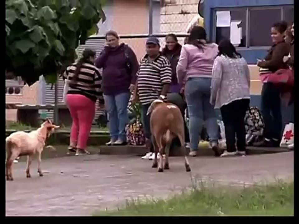 When Animals Fight Back