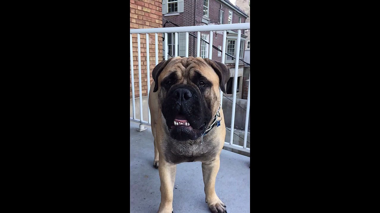 Bullmastiff drinking water out of the air in slow motion