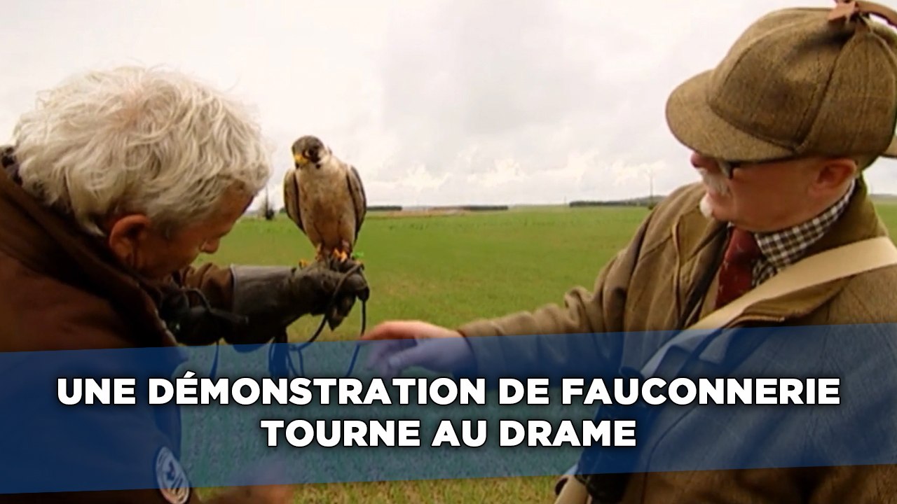 Une démonstration de fauconnerie tourne au drame