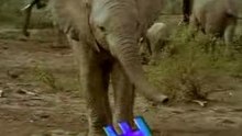 ABZebra - elephant