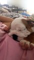 English Bulldog Puppy snores while sleeping - Adorable