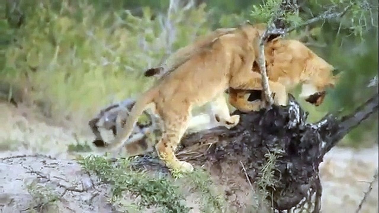 Animal attack Days of  lions Cubs in battle over wild NEW@croos