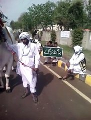 ماشا الله اس بیل کی ہائٹ چیک کریں