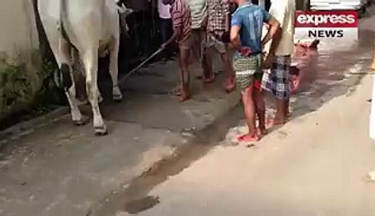 Cow kick like a Shawn Michaels