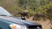 Animal Attack Wild elephants at Yala wild NEW@croos