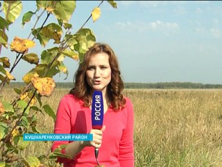 Серые журавли облюбовали поля недалеко от Уфы