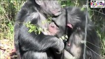 OMG Chimpanzee Happy Mating Penetration(Intercourse)Better Than Humans HD Must See Part 1