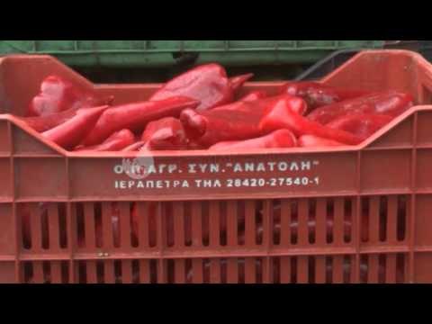 Korçë, fermerët ankohen se mallrat po i mbeten stok - Ora News-