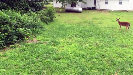 Олень гоняет собаку