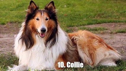 World Top 10 Breeds To Use As Guard Dogs