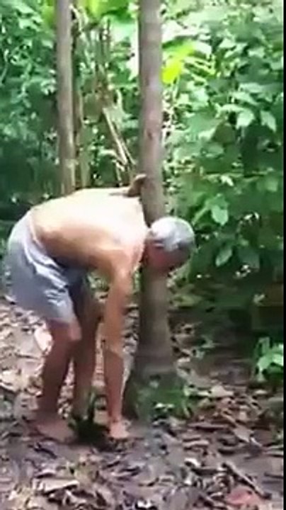 Breathtaking - 75-year-old slide down the tree