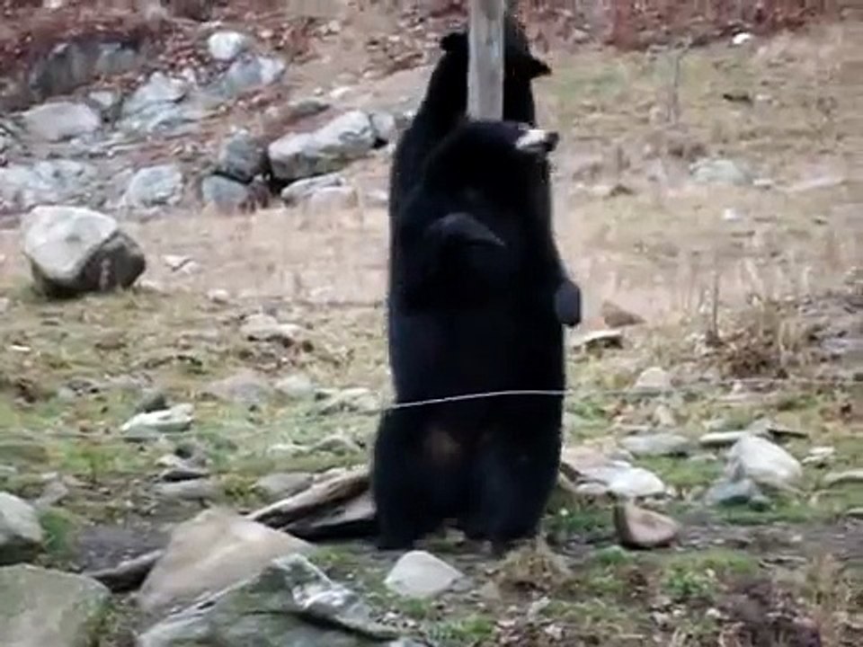 Anche Gli Orsi Ballano La Pole Dance