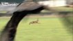 Epic Hare Escapes Golden Eagle