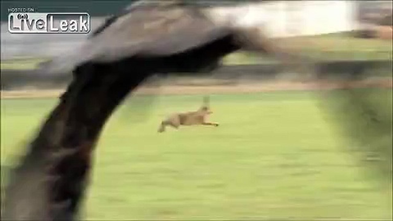 Epic Hare Escapes Golden Eagle