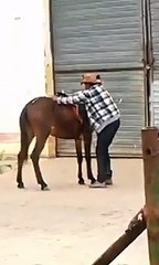 سكران يحب يركب فوق بهيم !!! تصوروا النتيجة هههههههه