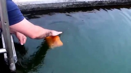 Avete mai visto Un Pesce Comportarsi In Maniera Così Affettuosa