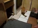 enorme ratto attacca un gatto