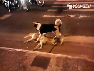 Cane veglia sull'amico appena investito