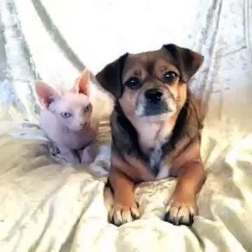 Chiede Al Suo Cane Chi Sia Il Suo Migliore Amico E Riceve Una Risposta Meravigliosa