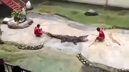 Coccodrillo MORDE il suo addestratore, secondo voi ha fatto bene