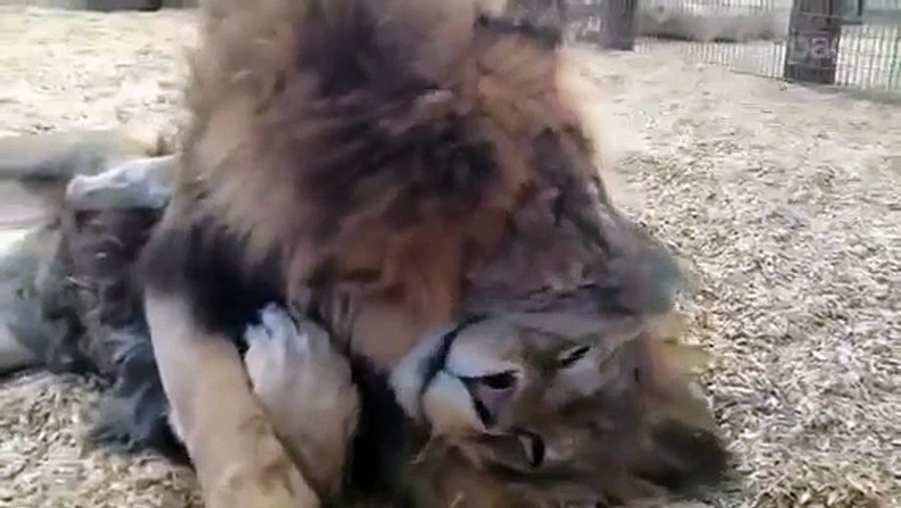 Coccole tra leoni
