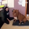 È lui pit bull più grande del mondo Ha un peso da record