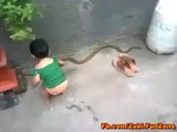 چھوٹی سی بچی بہت ہی لمبے اور خطرناک سانپ سے کھیلتے ہوئے ۔ اور جو ماں باپ میں سے ویڈیو بنا رہا ہے اس کی عقل پر ماتم ہی کیا جاسکتا ہے ۔