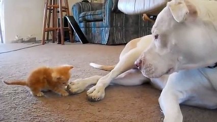 Ecco Come Un Imponente Pit Bull Reagisce Alle Attenzioni Di Un Minuscolo Gattino