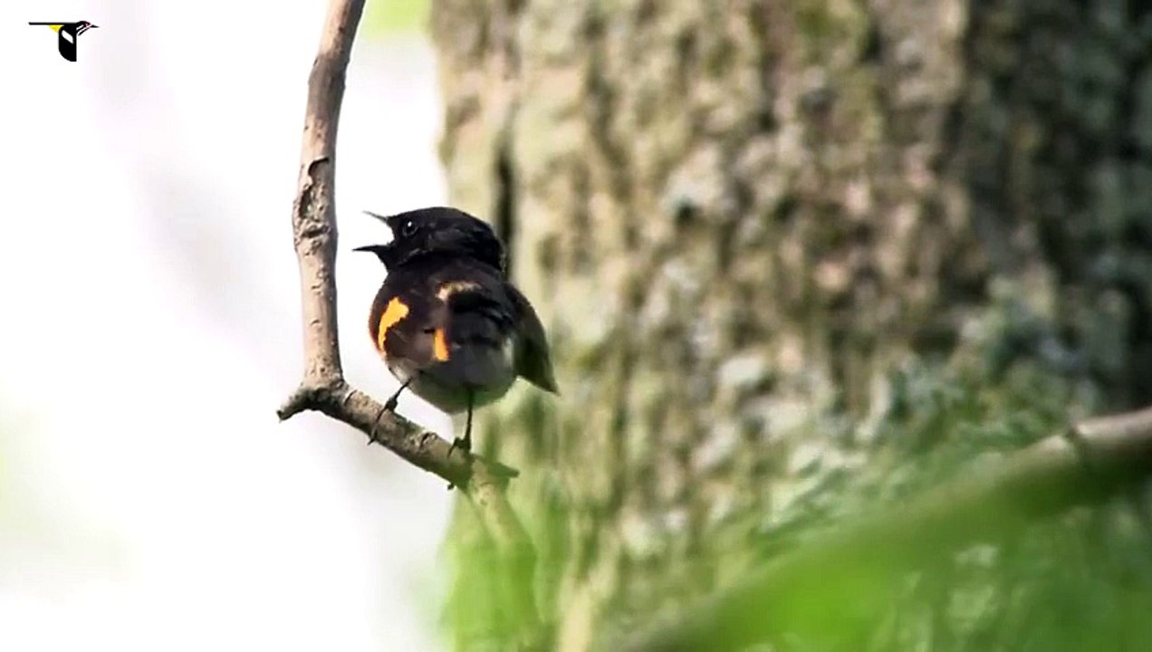 American Redstart