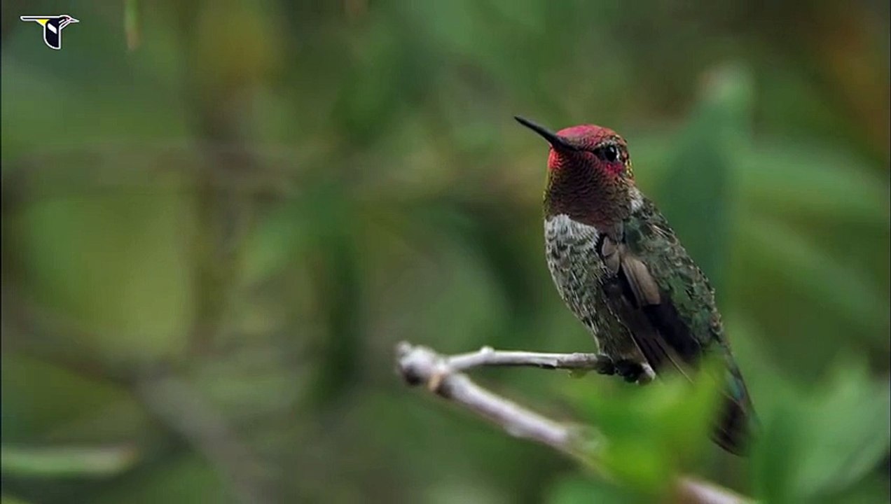 Anna's Hummingbird