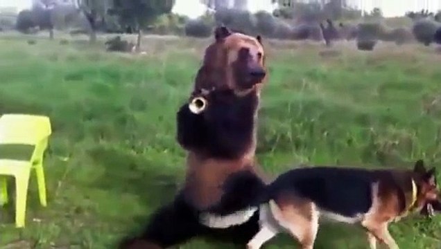 Ecco L'orso più affettuoso che ci sia