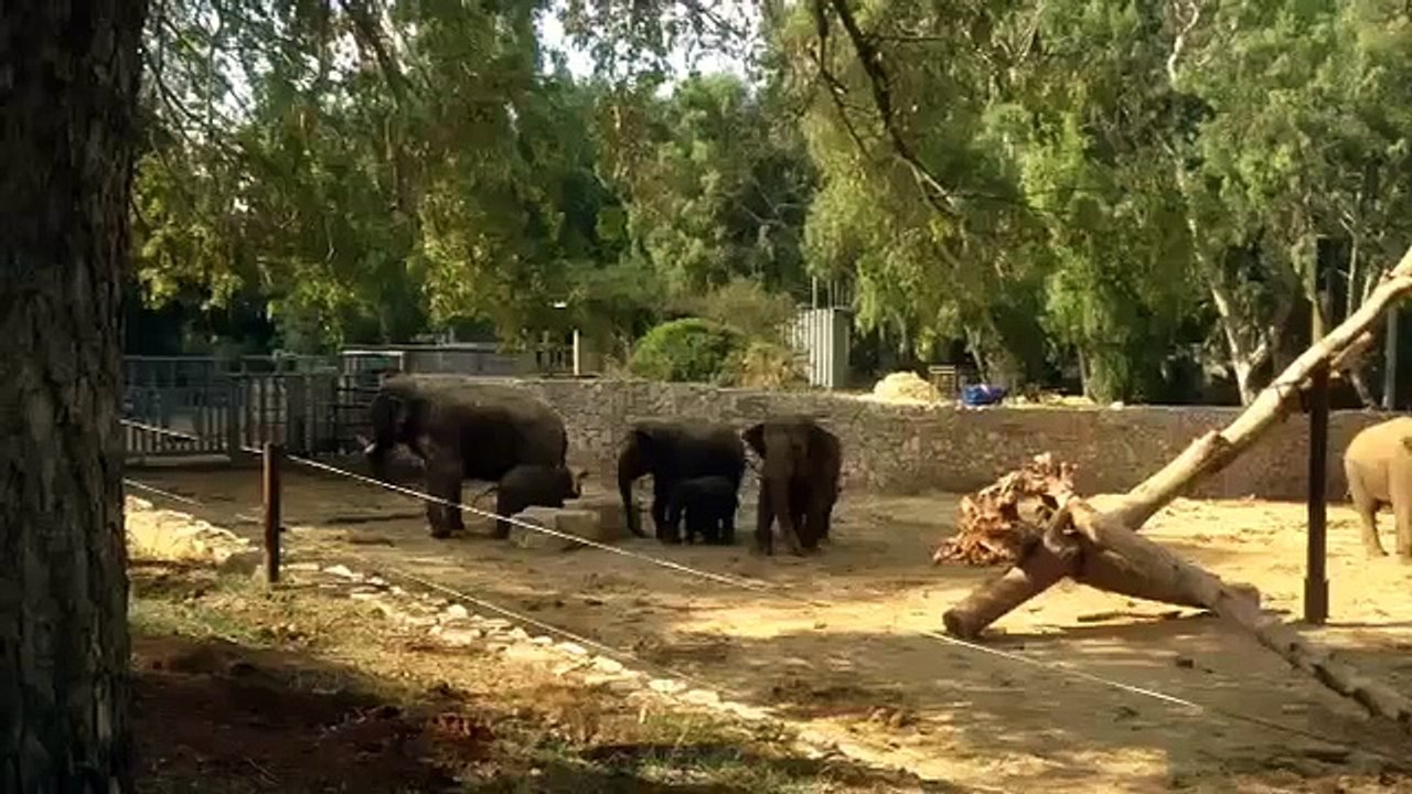 Elefanti Proteggono I Loro Piccoli Al Suono Delle Sirene Di Allarme Per Incursioni Aeree In Israele