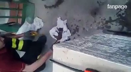 estraggono un gattino da un tubo pieno d'acqua e lo rianimano