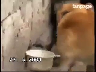 Fuori si gela, il cane porta nella sua cuccia il pulcino infreddolito