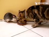 Gatto e topo bevono latte dalla stessa ciotola ma guardate cosa fa il roditore