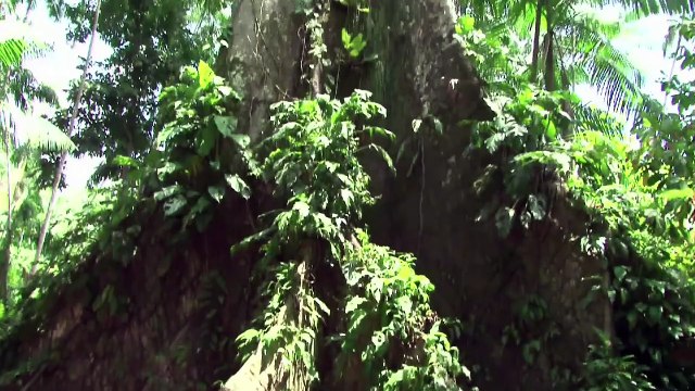 Dilma promete redução de 37% das emissões de gases até 2025