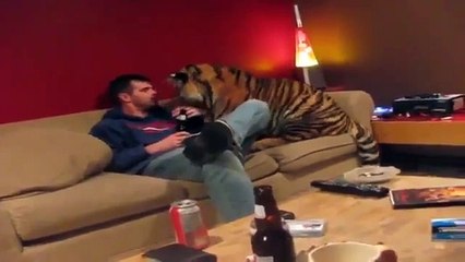 Guardate la famiglia che vive con una tigre in casa