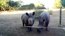 I rinoceronti si avvicinano ma non fanno il verso che ci si aspetterebbe