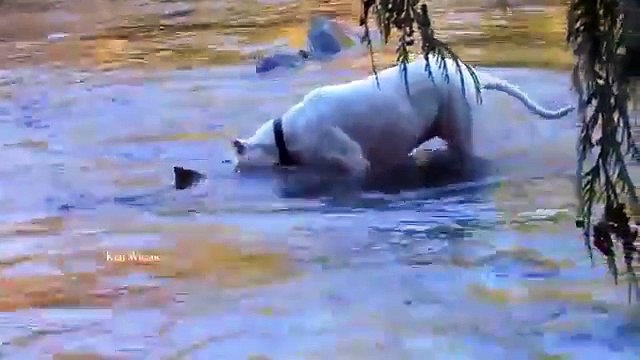 Bu Köpek Gerçekten İnanılmaz!!!