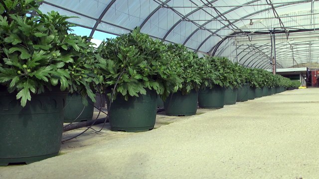 Alpes du Sud : Changement de saison, changement de culture chez les horticulteurs