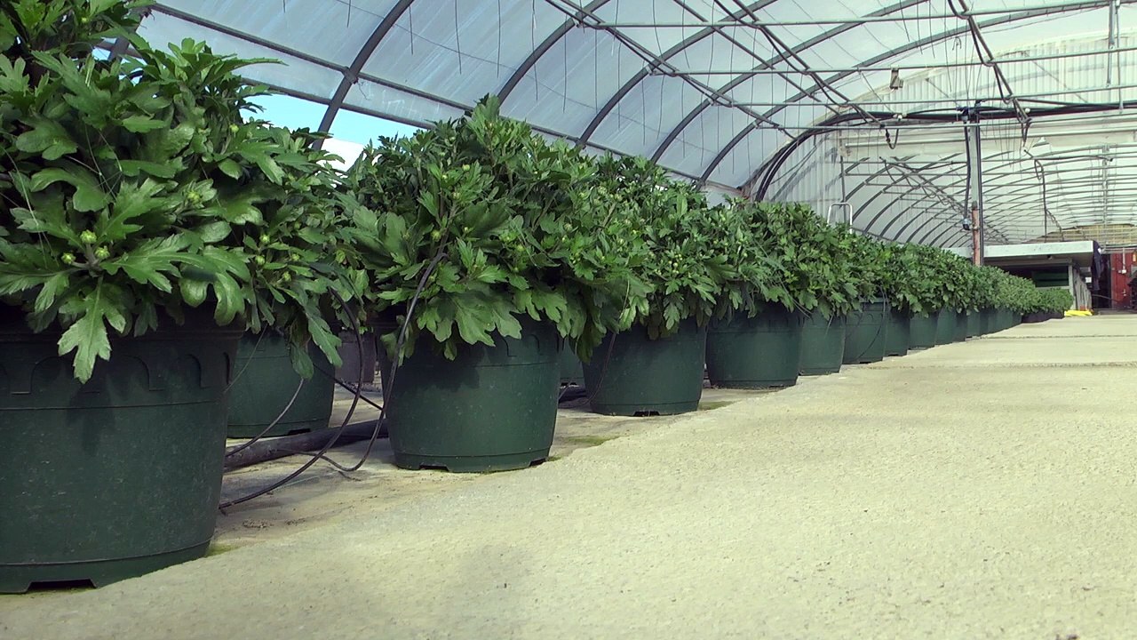 Alpes du Sud : Changement de saison, changement de culture chez les horticulteurs